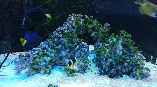 Godziny otwarcia oceanarium Szczecin – nie przegap wizyty!