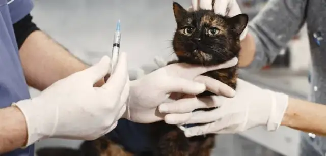 Jak zostać weterynarzem po studiach? Wymagania i ścieżki kariery