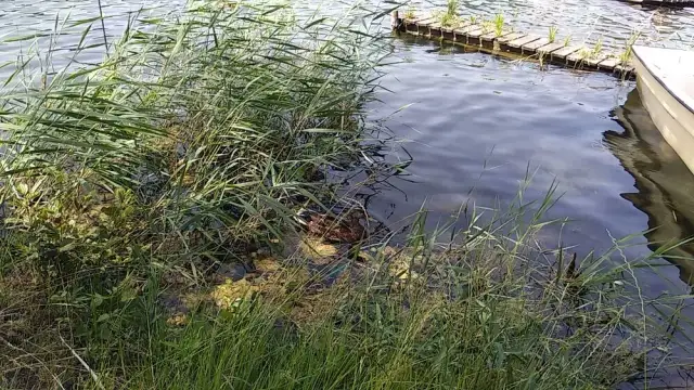 Jezioro Dąbie Wielkie - piękne miejsce na wypoczynek i ryby