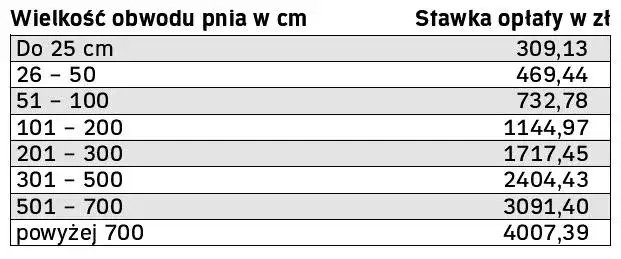 Ile za wycięcie drzewa? Sprawdź, co wpływa na koszty usług