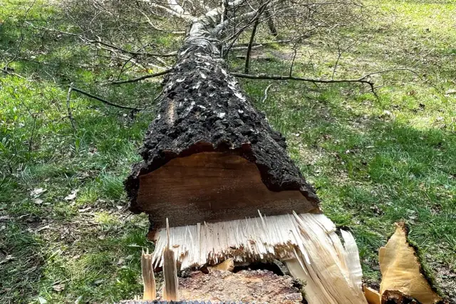 Ile bierze pilarz za wycięcie drzewa? Sprawdź koszty i czynniki wpływające