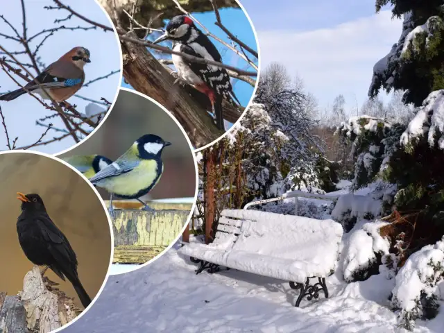 Zimowy krajobraz z ławką pokrytą śniegiem i kolażem ptaków: dzięcioł, sójka, sikorka, kos.