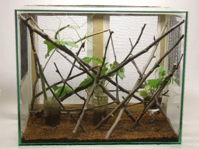Patyczaki Terrarium - Akwarium dla patyczaka