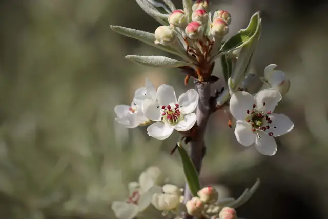 Kiedy kwitnie grusza? Odkryj tajemnice jej pięknego kwitnienia