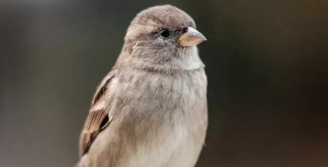 Ciekawostki o wróblach: Czy znasz ich sekrety? Pomóż im!