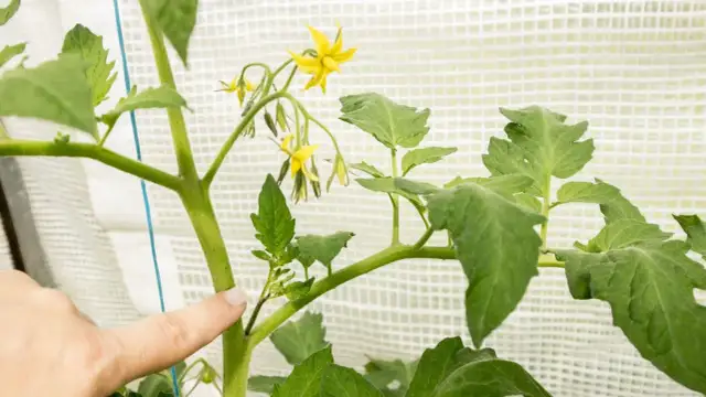 Kiedy i jak przycinać pomidory, aby uniknąć chorób i zwiększyć plony