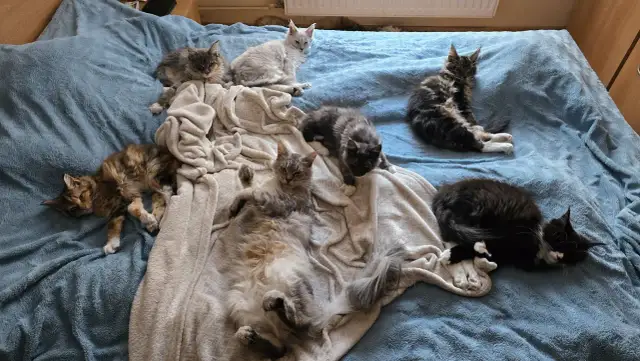 Grupa kociąt różnych ras i kolorów leży na niebieskim kocu.