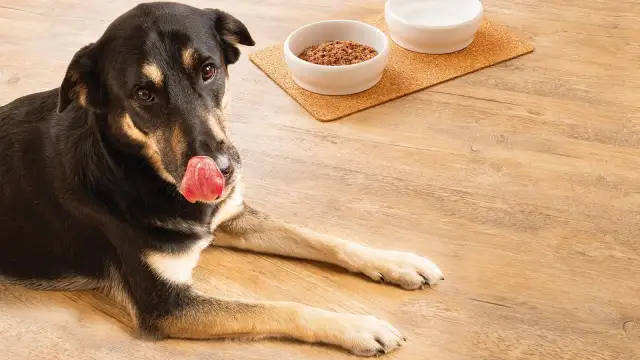 Pies z językiem na wierzchu leży obok misek z jedzeniem i wodą na drewnianej podłodze.