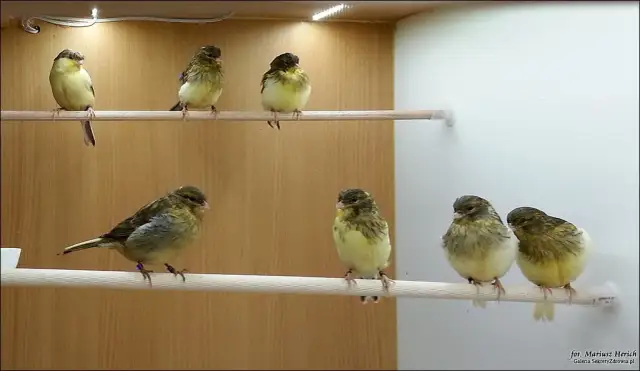 Chcesz lęgów? Jak pobudzić kanarki do rozrodu krok po kroku