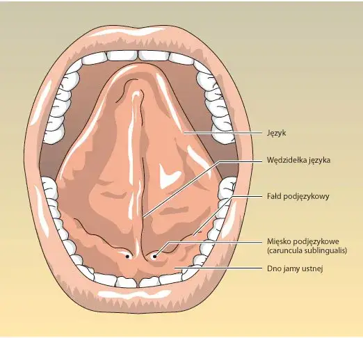 Śluzówka jamy ustnej: Co musisz wiedzieć o jej lokalizacji i funkcjach?