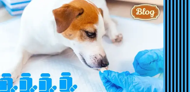 Jak często odrobacza się psa, aby zapewnić mu zdrowie i bezpieczeństwo?