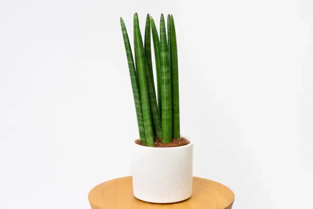 Jak pielęgnować kwiat sansewieria, aby uniknąć problemów z jego wzrostem
