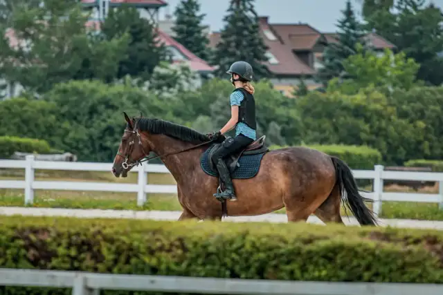 Ile kosztuje weterynarz dla konia? Cennik usług 2026