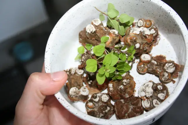 Ile gotować wątróbkę dla psa, aby była zdrowa i smaczna?