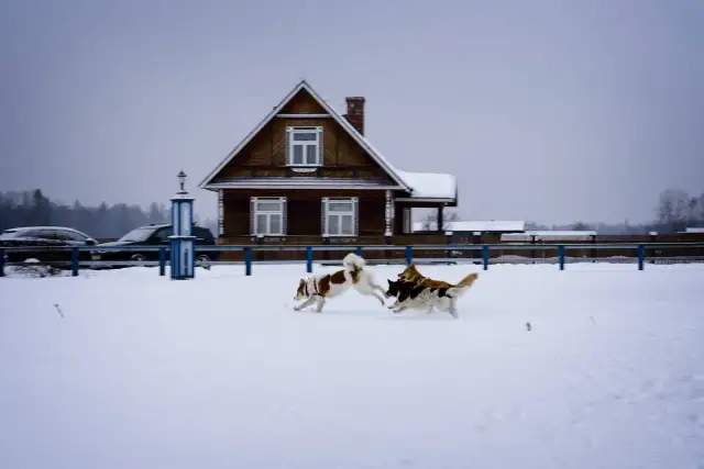 Zimowe atrakcje w Białowieży: Co robić i gdzie się bawić w zimowej scenerii