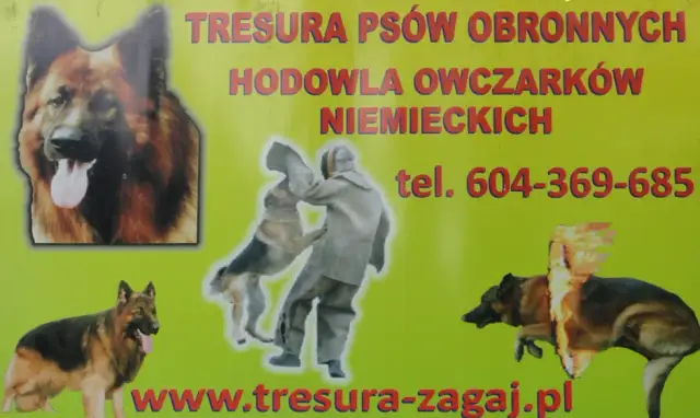 Tresura owczarka niemieckiego: Kompletny przewodnik po szkoleniu psa