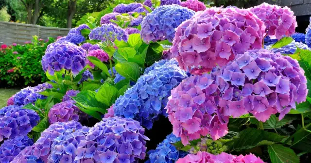 Jak sadzić hortensję bukietową - unikaj najczęstszych błędów