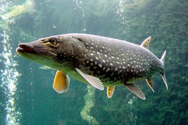 Czym się żywi szczupak? Odkryj zaskakujące preferencje pokarmowe
