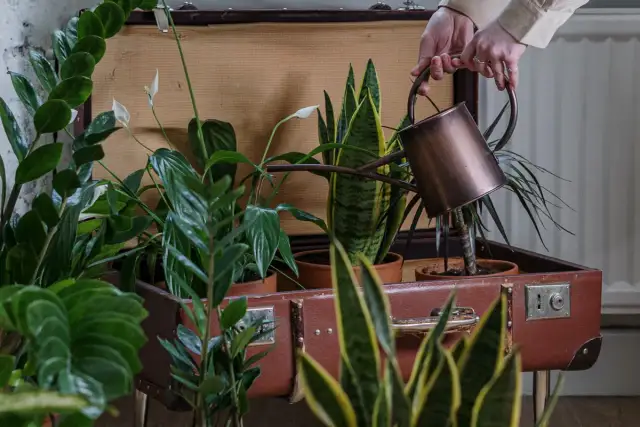 Kwietnik z pnia drzewa: Zrób go sam! Pełny poradnik DIY