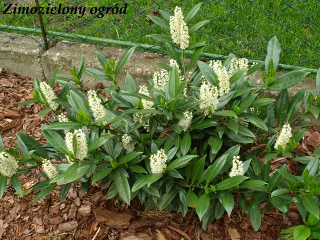 Laurowiśnia nie kwitnie? Poznaj przyczyny i ciesz się kwiatami!