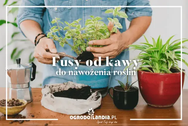 Fusy z kawy: Nawóz idealny? Które rośliny go pokochają, a które nie?