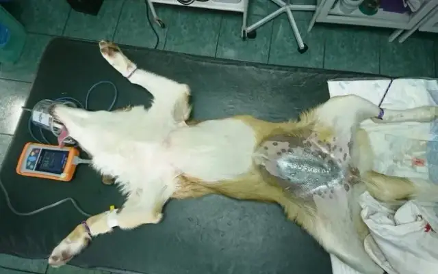 Rana po kastracji psa: powikłania, objawy i skuteczne leczenie