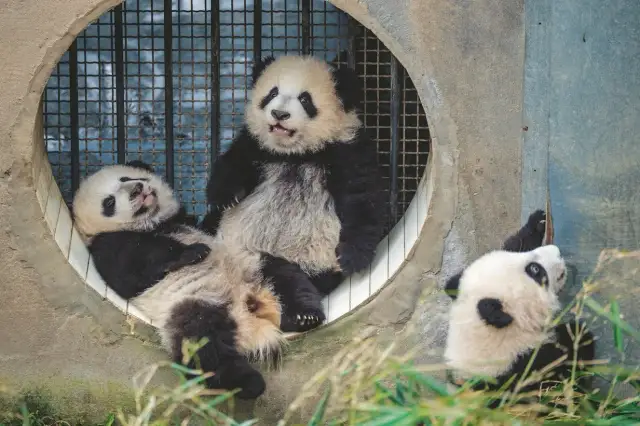 Czy panda jest zagrożona wyginięciem? Oto aktualny stan ochrony