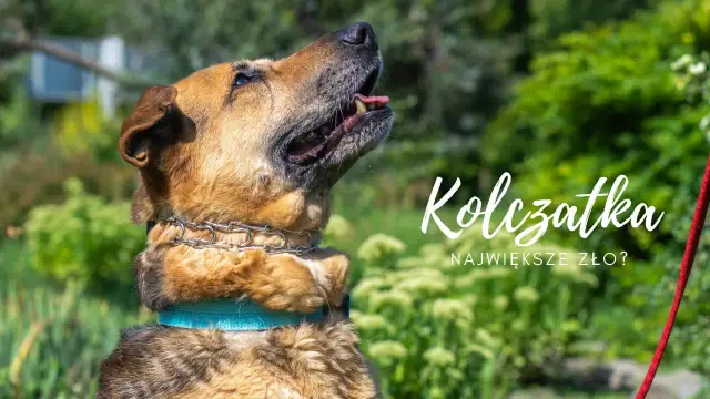 Pies z kolczatką na szyi. Czy kolczatka jest dobra dla psa? Pytanie, które budzi wiele kontrowersji.