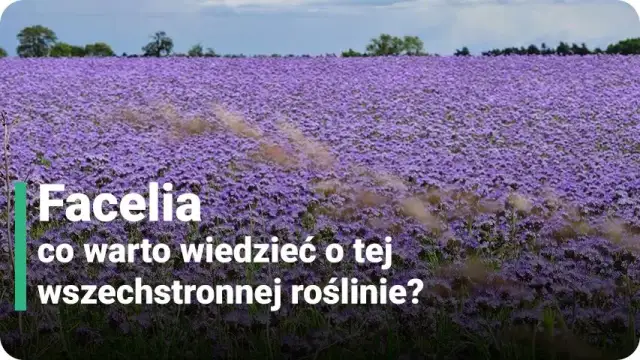 Facelia kiedy kwitnie – poznaj tajemnice jej długiego kwitnienia