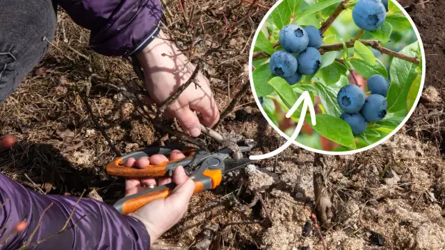 Kiedy sadzić borówki? Wybierz idealny termin i ciesz się plonami