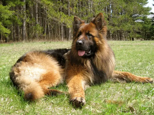 Owczarek niemiecki długowłosy czy krótkowłosy - który lepszy dla Ciebie?