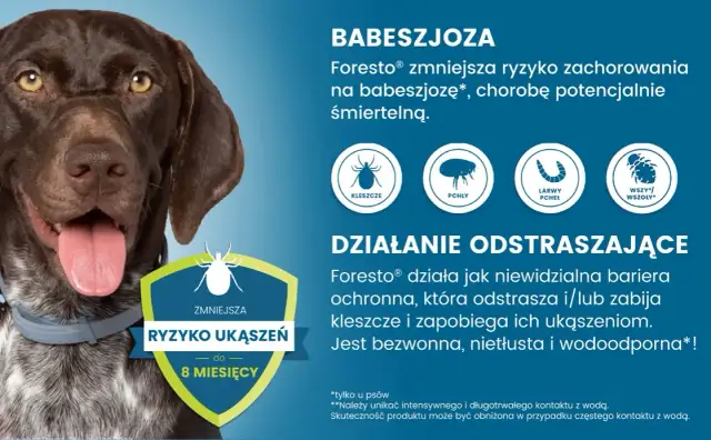 Jak działa obroża Foresto i jak skutecznie chroni psa przed pasożytami