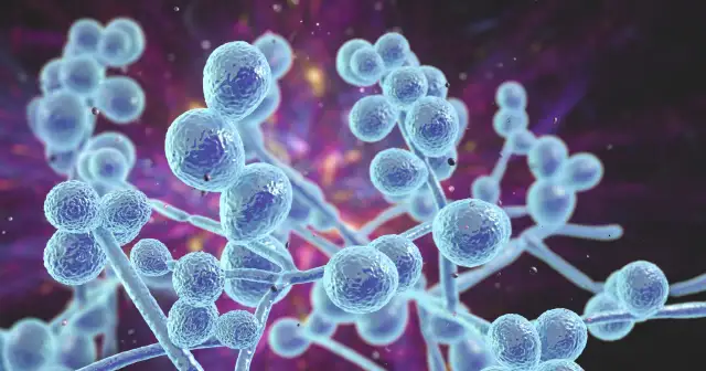 Grzybica ucha objawy – poznaj niepokojące symptomy infekcji