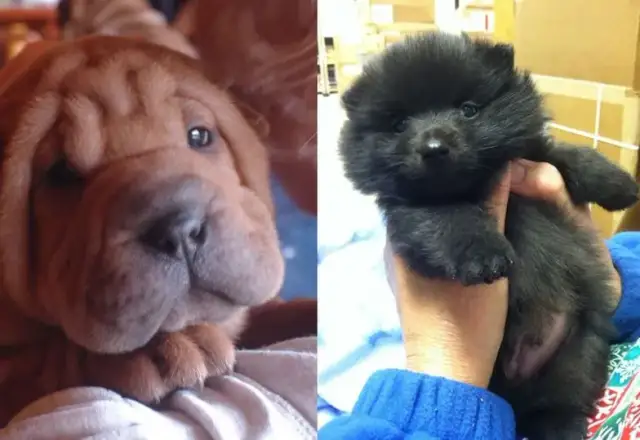 Psy jak pluszowy miś – rasy, które zachwycą swoim urokiem