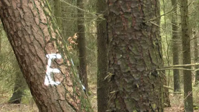 Jak oznacza się drzewa do wycinki? Zobacz, jakie oznaczenia są używane