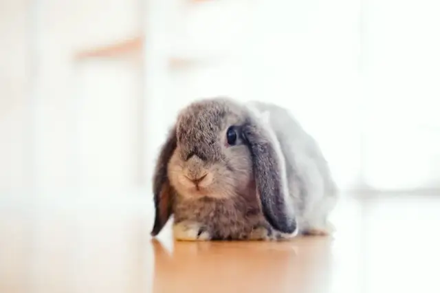 Ile samica królika chodzi w ciąży? Odkryj, co musisz wiedzieć