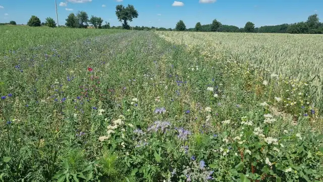 Jakie nawozy na łąki wiosną poprawią wzrost trawy i plony?