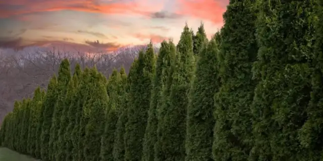 Ile od płotu sadzić tuje, aby uniknąć problemów z sąsiadami?