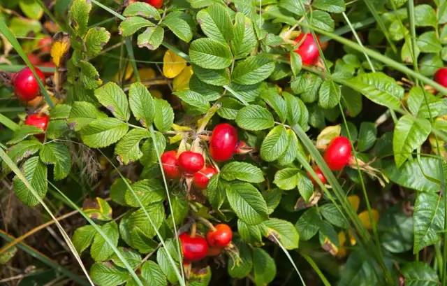 Owoce dzikiej róży dla ptaków: Zimowy superfood i naturalna apteczka