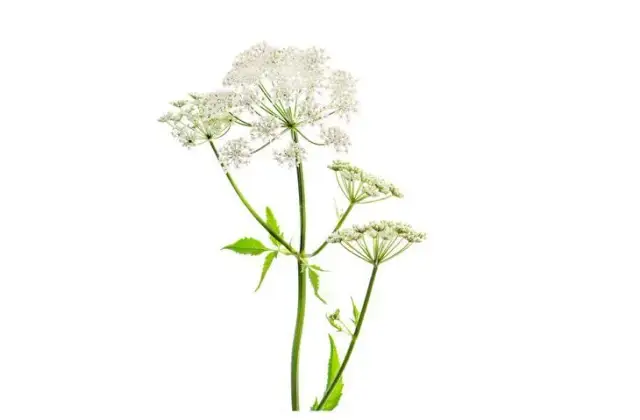 Chwast z rodziny selerowatych: jak je rozpoznać i unikać zagrożeń