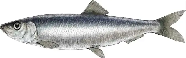 Czy śledź bałtycki jest zdrowy? Odkryj prawdę o jego bezpieczeństwie