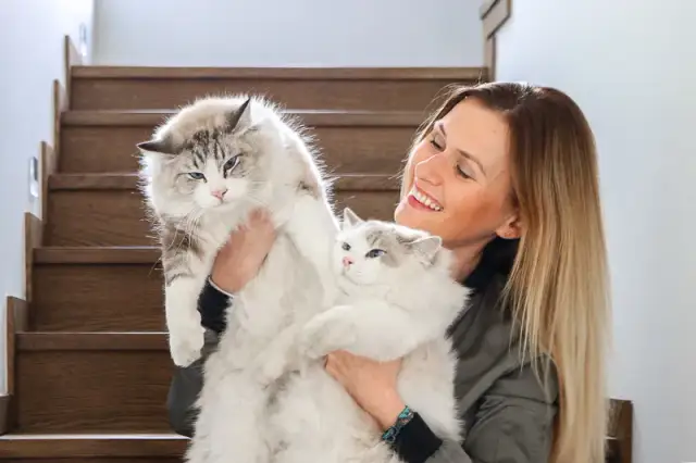 Ragdoll kotka czy kocur – które lepiej pasują do Twojego stylu życia?