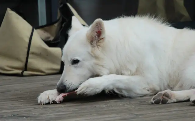 Czy pies może jeść wieprzowinę? Bezpieczne metody i korzyści zdrowotne