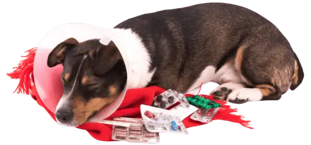 Clínica veterinaria María Jiménez: servicios y atención excepcional para tu mascota