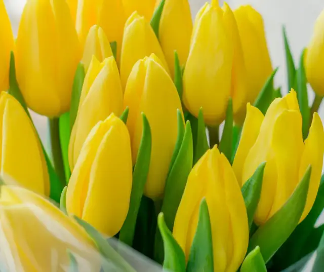 Kiedy jest sezon na tulipany? Sprawdź najlepszy czas na kwitnienie