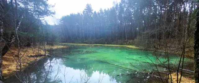 Turkusowa woda w rezerwacie przyrody Dolina Żabnika, otoczona gęstym lasem.