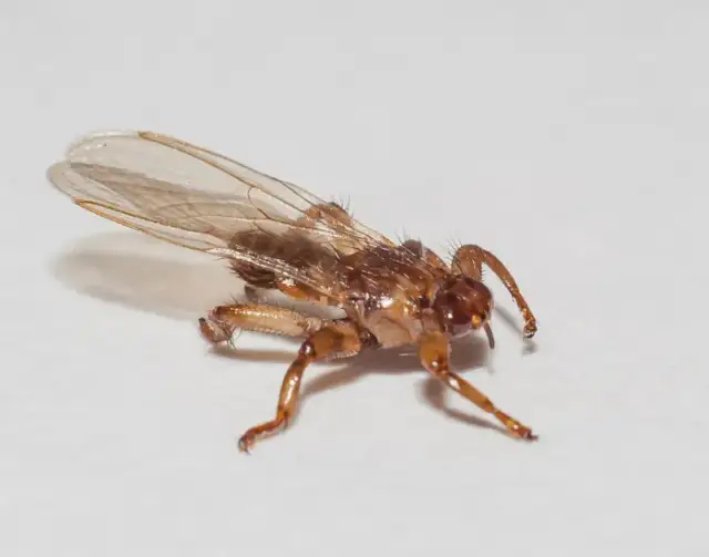 Strzyżak sarni: czy "latający kleszcz" jest groźny?