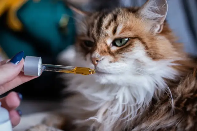 Znaleziono małe kotki? Przewodnik, jak uratować im życie!