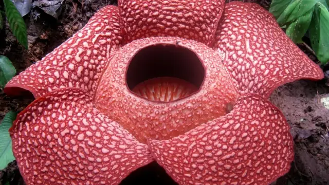 Kwiat który kwitnie raz na 50 lat – tajemnice rzadkich roślin