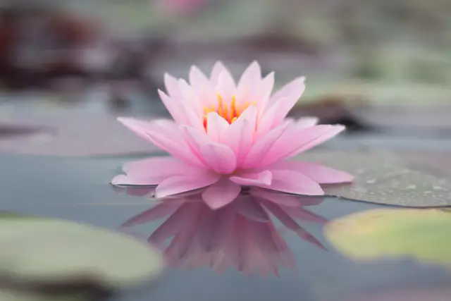 Co oznacza kwiat lotosu? Odkryj jego głębokie symboliczne znaczenie